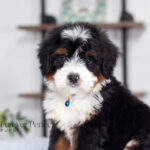 Alex | Tri Bernedoodle for sale