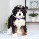 Alex | Tri F1 Bernedoodle for sale