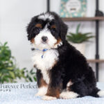 Alex | Tri Bernedoodle for sale