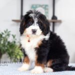 Austin | Tri F1 Bernedoodle for sale