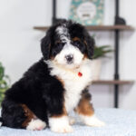 Austin | Tri Bernedoodle for sale