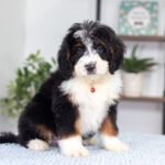 Austin | Tri F1 Bernedoodle for sale