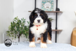 Austin Male Bernedoodle