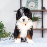 Austin | Tri Bernedoodle for sale