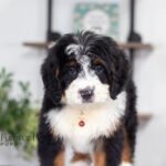 Austin | Tri F1 Bernedoodle for sale