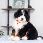 Austin | Tri Bernedoodle for sale