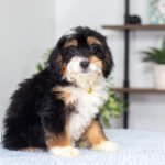 Ava | Tri F1 Bernedoodle for sale