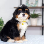Ava | Tri Bernedoodle for sale