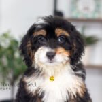Ava | Tri F1 Bernedoodle for sale