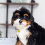 Ava | Tri Bernedoodle for sale