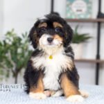 Ava | Tri F1 Bernedoodle for sale