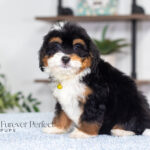 Ava | Tri Bernedoodle for sale