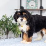 Ava | Tri F1 Bernedoodle for sale