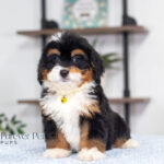 Ava | Tri Bernedoodle for sale