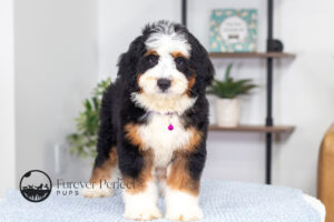 Becky Female Bernedoodle