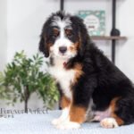 Bentley (2)
