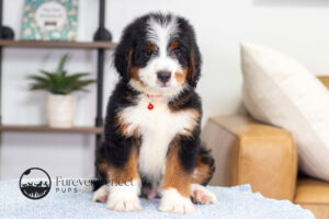 Bentley Male Bernedoodle