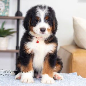 Bentley (2)