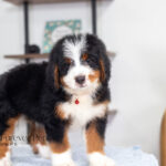 Bentley | Tri Bernedoodle for sale