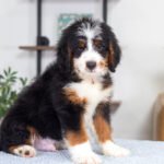 Bentley (4)