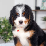 Bentley | Tri Bernedoodle for sale