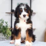 Bentley (5)