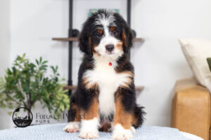 Bentley Male Bernedoodle