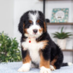 Bentley | Tri Bernedoodle for sale