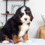 Bernard (2)