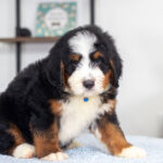 Bernard | Tri Bernedoodle for sale