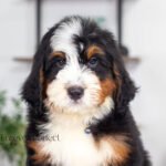 Bernard (3)