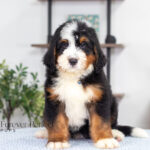 Bernard (4)