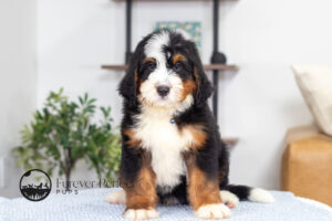 Bernard Male Bernedoodle