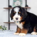 Bernard | Tri Bernedoodle for sale
