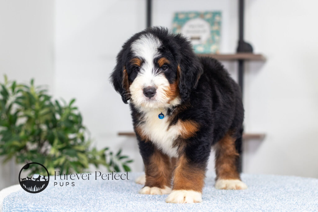 Bernard (5)