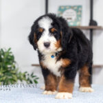 Bernard | Tri Bernedoodle for sale