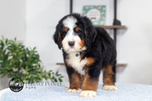 Bernard Male Bernedoodle