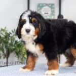 Bernard (6)