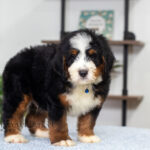 Bernard | Tri Bernedoodle for sale