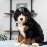 Bethany | Tri Bernedoodle for sale