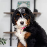 Bethany | Tri Bernedoodle for sale