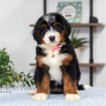Bethany | Tri Bernedoodle for sale