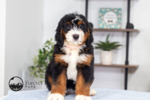 Bethany Female Bernedoodle
