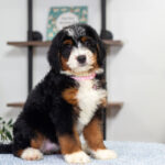 Bethany | Tri Bernedoodle for sale