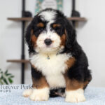 Bruce | Tri Bernedoodle for sale