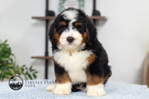 Bruce Male Bernedoodle