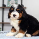 Bruce | Tri Bernedoodle for sale