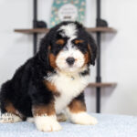 Bruce | Tri Bernedoodle for sale