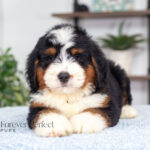 Bruce | Tri Bernedoodle for sale