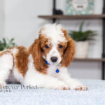 Eddie | Blue Merle & Tan Parti Poodle for sale